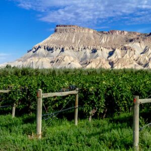 Group Wine Tours During Wine Week 2024
